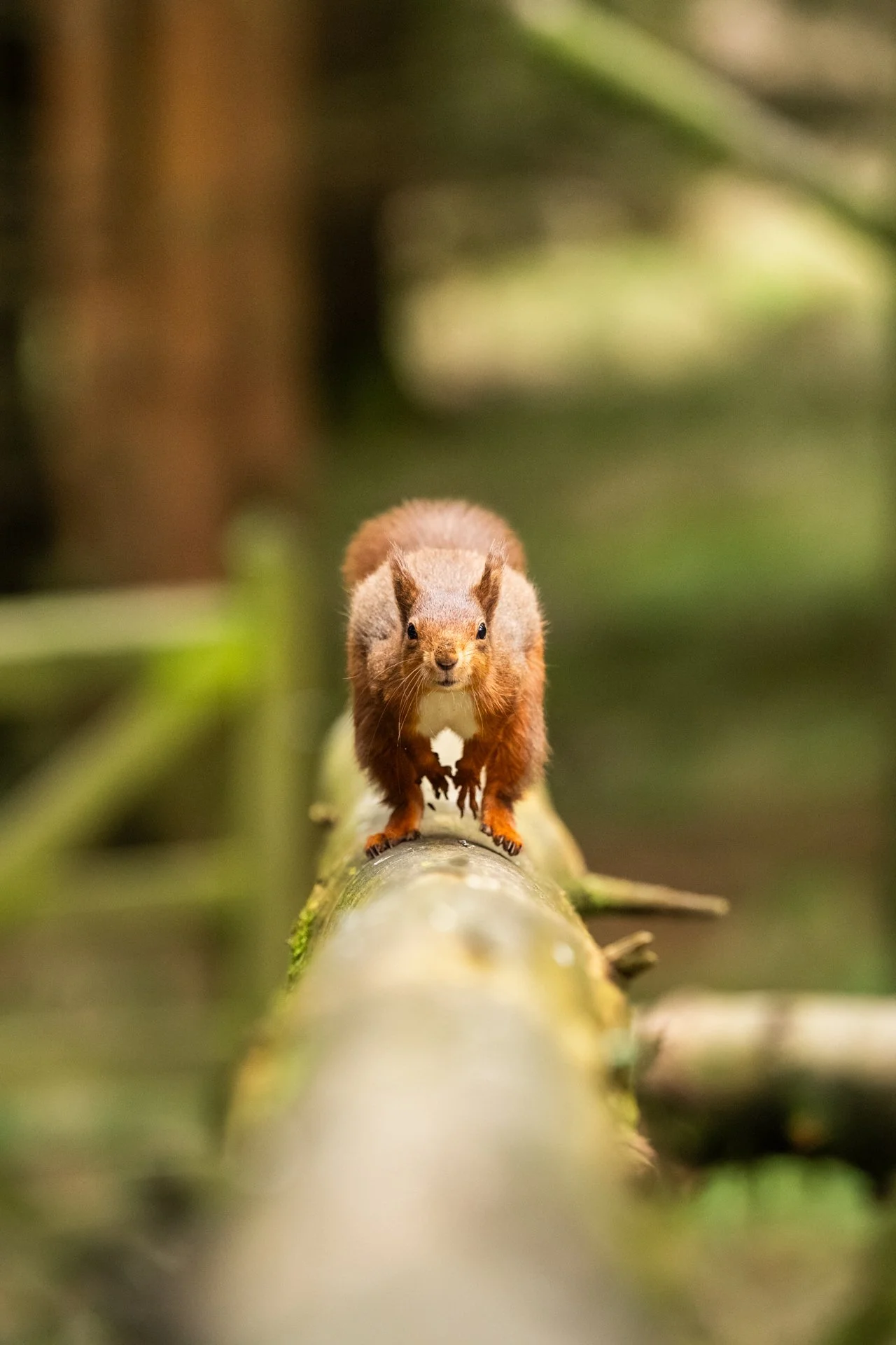 The Enchanted World of Yorkshire's Red Squirrels — Jo Heard